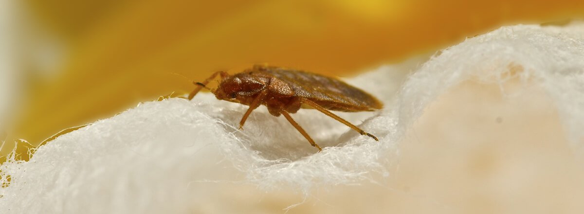 Bedbug Control in Ghansoli