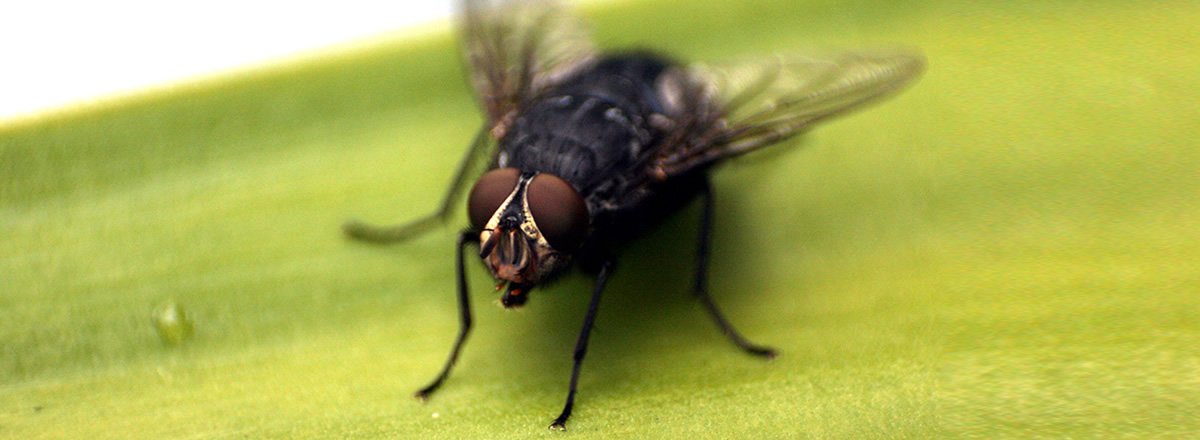 House Flies Control in Ghansoli