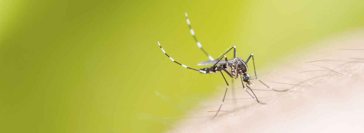 Mosquito Control in Ghansoli