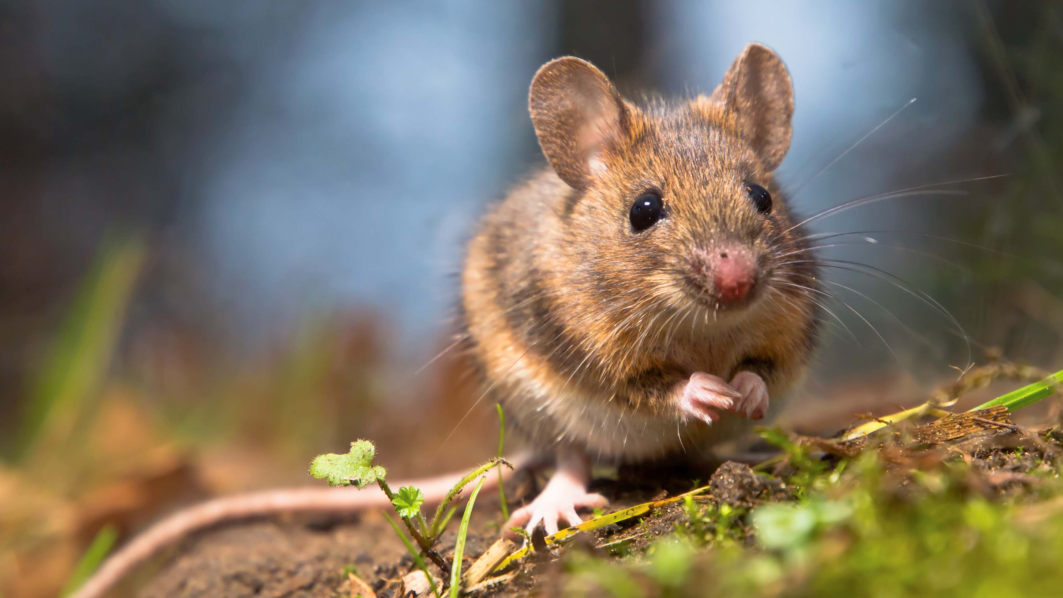 Rodent Control in Ghansoli