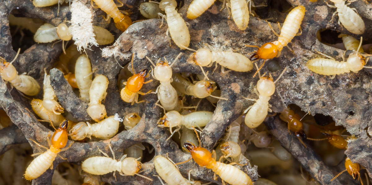 Termite Control in Ghansoli